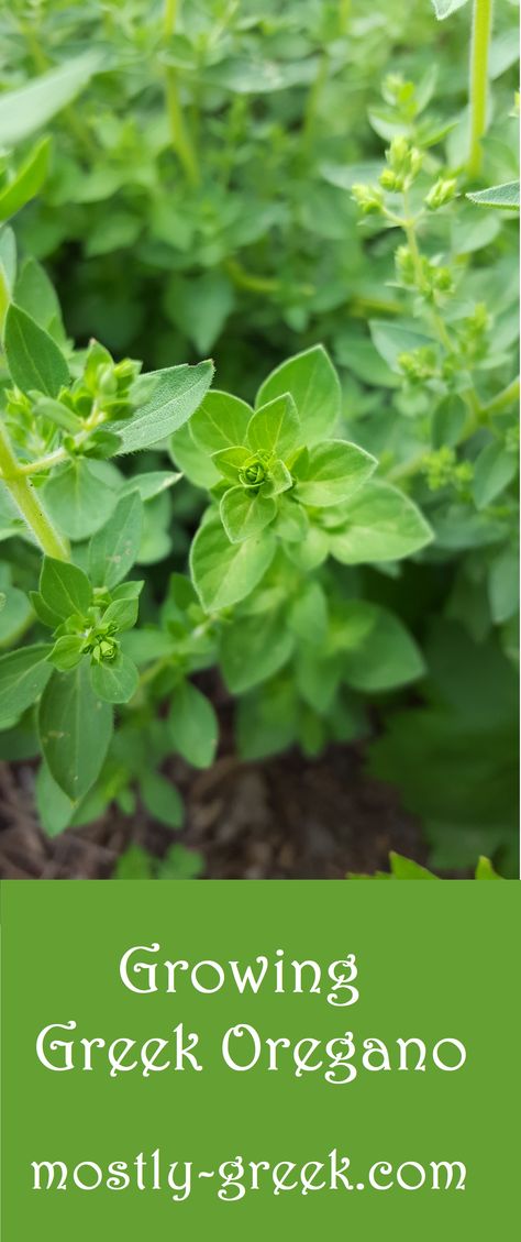 Greek Oregano Plant, Greek Oregano Recipes, Gardeners Journal, Oregano Tea, Medicinal Gardening, Oregano Flowers, Foundation Plants, Greek Oregano, Growing Oregano