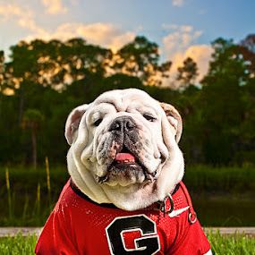 UGA mascot University Of Georgia, Georgia Bulldogs, English Bulldog, Bulldog, Blankets, Georgia, University