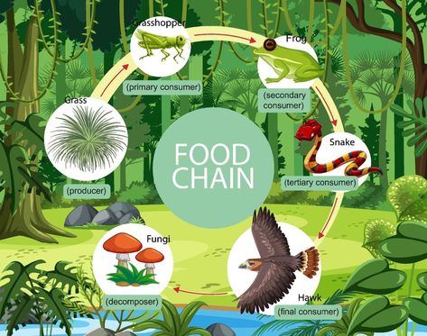 Food Webs Projects, Food Chain Diagram, Rainforest Facts, Jungle Food, Food Web Activities, Forest Food, Kids Activities At Home, Color Drawing Art, Forest Background