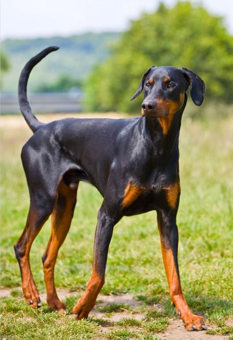 Tail Docking and Ear Cropping in Dogs – Spot Speaks Doberman Pinscher Uncropped, Doberman With Floppy Ears, Uncropped Doberman, Natural Doberman, Doberman Natural, Perro Doberman Pinscher, American Doberman, Doberman Pinscher Natural Ears, Black And Tan Terrier