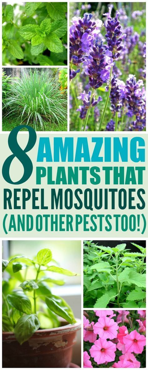 These 8 Amazing Mosquito Repelling Plants are THE BEST! I'm so glad I found these AWESOME plant ideas! Now I have a great way to keep myself from getting bitten from mosquitoes! Definitely pinning! Repel Mosquitos, Plants That Repel Bugs, Houseplants Decor, Mosquito Plants, Mosquito Repelling, Pool Plants, House Hacks, Mosquito Bites, Trendy Plants