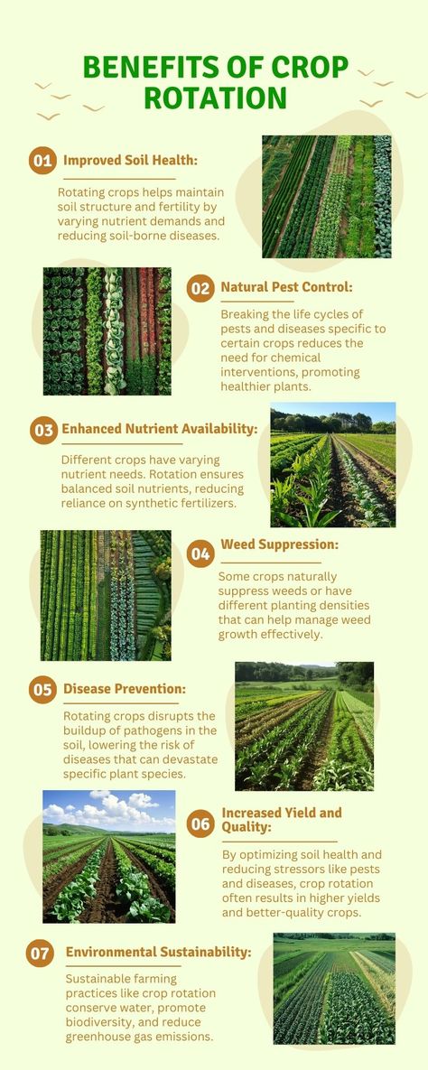 Crop rotation isn’t just a farming practice – it’s a cornerstone of sustainable agriculture with numerous benefits for your garden or farm. Here’s why you should implement crop rotation in your growing spaces: Farming Ideas Agriculture, Crops Farm, Gardening Infographic, Crop Farming, Farming Life, Backyard Farm, Benefits Of Gardening, Farm Plans, Agriculture Education