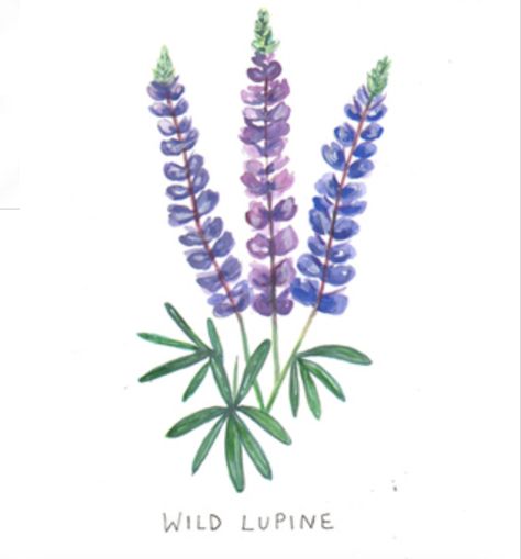 Lupin Tattoo Flowers, Lupine Drawing, Lupin Tattoo, Lupine Tattoo, England Tattoo, Lupine Flowers, Arm Tats, Tattoo Time, Flower Line Drawings