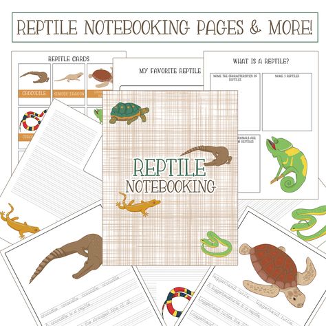 Free worksheet pages to organize information about reptiles. Free printable worksheets kids love! Reptiles Activities, Weird Diy, Preschool Prep, Unit Studies Homeschool, Science Fair Project, Radical Acceptance, Montessori At Home, Science Journal, Homeschool Learning