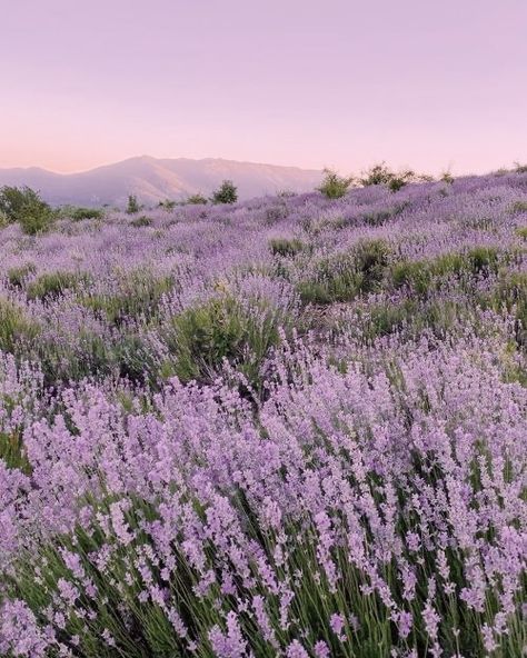 Field Wallpaper, Lavender Aesthetic, Plant Aesthetic, Lavender Fields, Lavender Flowers, Nature Aesthetic, Flower Field, Nature Travel, Beautiful Nature