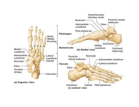 Bones of the Foot Ankle Anatomy, Anatomy Organs, Anatomy Images, Foot Anatomy, Anatomy Bones, Anatomy Physiology, Human Body Anatomy, Muscle Anatomy, Human Anatomy And Physiology