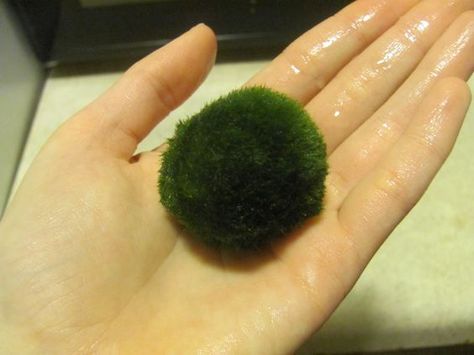 Betta Fish Toys, Marimo Moss, Fish Bowls, Marimo Moss Ball, Betta Fish Care, Moss Ball, Shrimp Tank, Diy Tank, Betta Tank