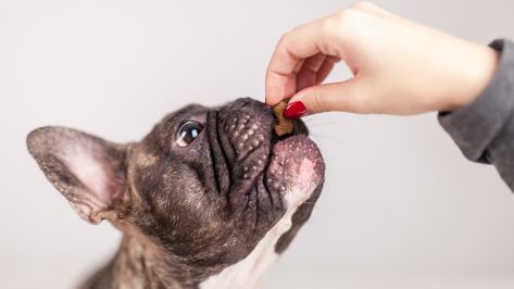 The 3 Best Calming Treats For Hyper Dogs Calming Dog Treats, Hyper Dog, Heartworm Prevention, Dog Breath, Pregnant Dog, A Vet, Pet Vet, Frenchie Puppy, Calm Dogs