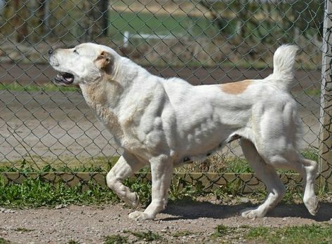 Muscular Animals, Massive Dog Breeds, Buff Dog, Muscular Dog, Alabai Dog, Central Asian Shepherd, Big Dogs Breeds, Biggest Dog In The World, Dog Design Art