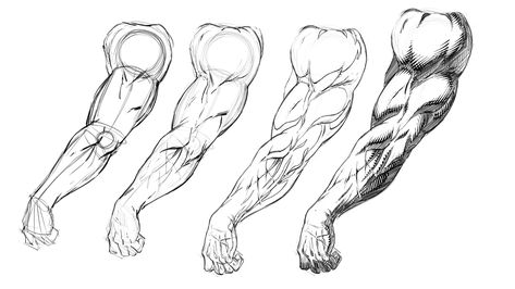 Anatomy Drawing Practice, Veiny Arms, Arm Anatomy, 남성 근육, Arm Drawing, Comic Book Drawing, Arm Art, Human Anatomy Drawing, 남자 몸