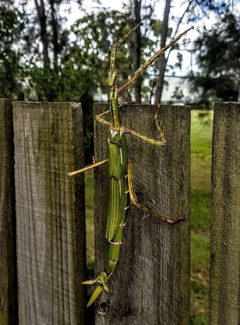 Welcome To Australia Where Insects Are The Size Of A Small Mammal Snake Breeds, Meanwhile In Australia, Green Tree Frog, Saltwater Crocodile, Bull Shark, Giant Spider, Marine Mammals, Tree Frogs, Prove It