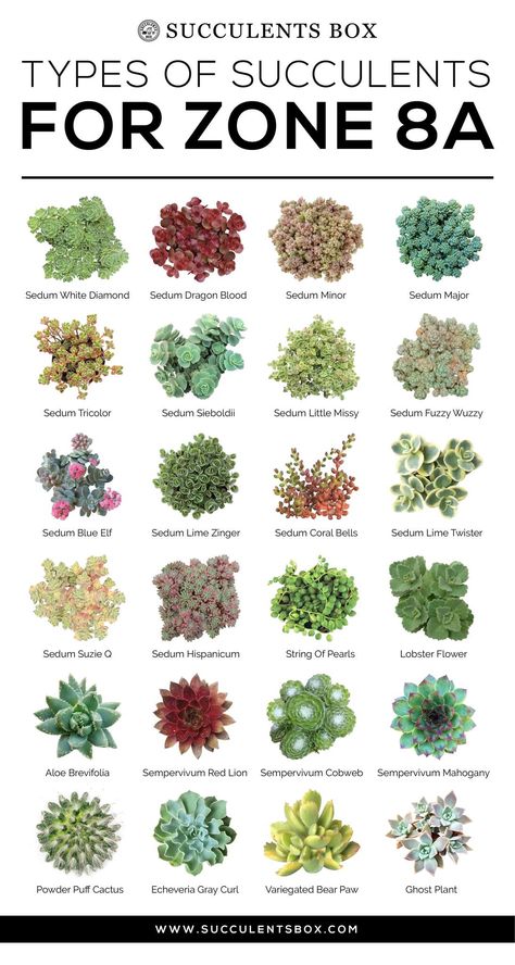 CHOOSING SUCCULENTS FOR ZONE 7 & 8 - TEXAS, GEORGIA, VIRGINIA AND NORT - Succulents Box Succulent Greenhouse, Succulent Decorations, Succulent Rock Garden, Different Types Of Succulents, Tanaman Sukulen, Succulent Names, Types Of Succulents Plants, Kaktus Dan Sukulen, Charleston Gardens