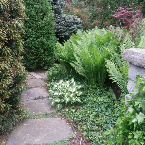 This bluestone path is bordered by Dorothy Wycoff pieris, Ostrich ferns, and a variety of hostas. | Ramblin' through Dave's Garden Hosta Fern Garden, Ostrich Ferns Garden Ideas, Hosta And Fern Garden, Ostrich Fern Landscaping, Ostrich Ferns And Hostas, Bluestone Path, Woodland Ferns Garden, Ostrich Ferns, Victorian Fern Garden