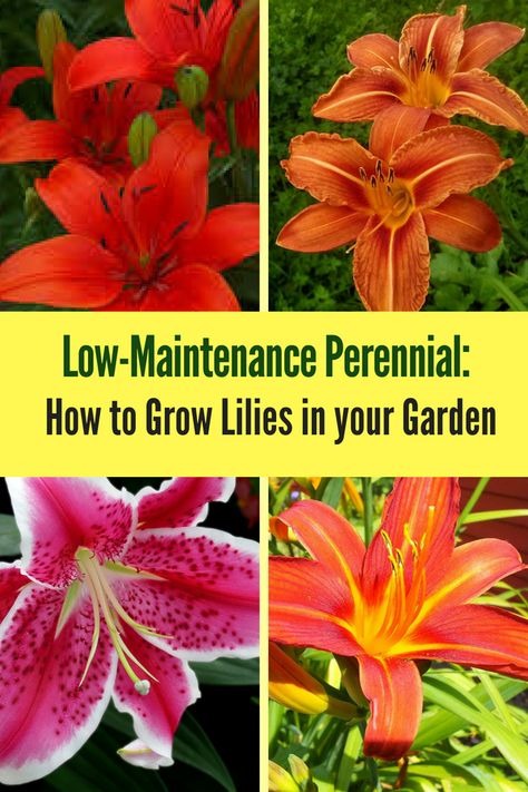 Learn how to grow lilies in your yard! The lily flower is a low-maintenance perennial that's very easy to care for! Growing Lillies, Tiger Lily Garden, Flower Garden Design Ideas, Day Lilies Care, Flower Lilly, Lilly Plants, Lilly Garden, Low Maintenance Perennials, Summer Perennials