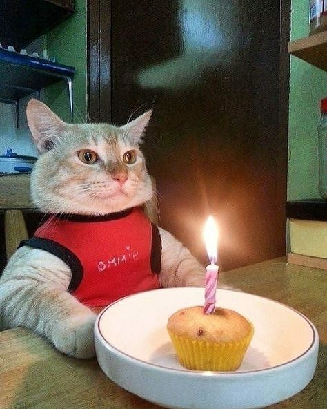 It's my Birthday Cat Birthday Memes, Happy Birthday Cat, Birthday Cat, Happy Birthday Meme, Happy Birthday Funny, Funny Happy Birthday, Golden Doodle, Birthday Meme, Funny Cat Memes