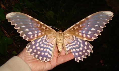 White Witch Moth | Project Noah White Witch Moth, Black Witch Moth, Witch Moth, Moth Species, Photography Tattoo, Moth Wings, Moth Caterpillar, Butterfly Species, Moth Art