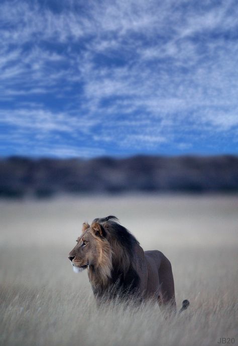 Hd Backgrounds For Editing, Backgrounds For Editing, Lion Background, Lion Kings, Lion Photography, Lions Photos, Africa Wildlife, Lion Love, Lion Wallpaper