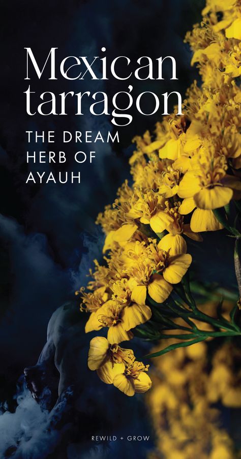 Mexican tarragon (Tagetes lucida), has woven its way into the tapestry of Mexican mythology and culture for ages. The water herb has a special connection to the spirit of Ayauh, the mist, and therefore the realm of dreams. It is also a fire herb and is said to be useful for conditions related to coldness and dampness. Mexican Mythology, Mexican Tarragon, Tarragon Recipes, Witch Grimoire, Dream Herbs, Mexican Spanish, Herbal Remedies Recipes, Medicinal Garden, Spanish Dishes