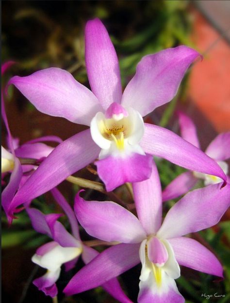 Laelia autumnalis Orchids, Plants, Nature