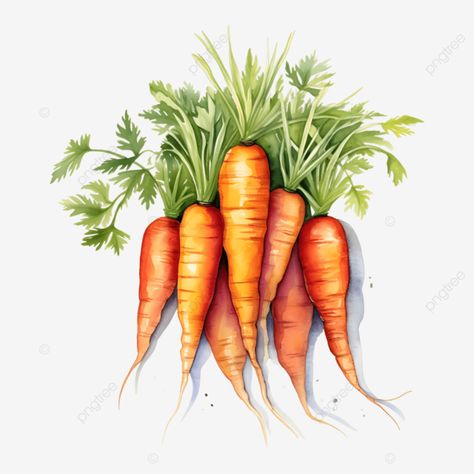 carrot watercolor carrot watercolor carrot food png Carrot Watercolor, Watercolor Vegetables, Food Watercolor, Vegetable Art, Vegetable Painting, Food Png, Transparent Image, Png Transparent, Free Png