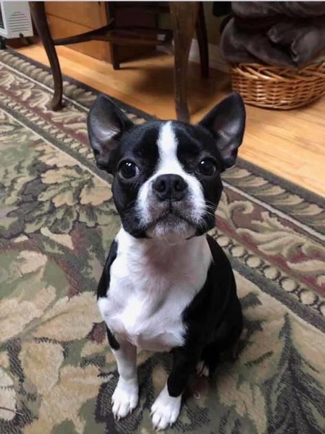 Grey Boston Terrier, Boston Butts, Cute Fluffy Dogs, Cute Teacup Puppies, Puppy Finder, Really Cute Puppies, Dog Best Friend, Super Cute Puppies, Boston Terrier Love