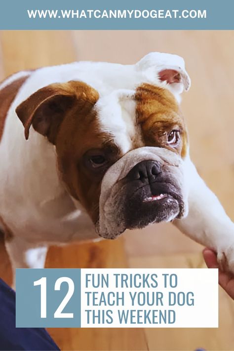 Want to spend the weekend teaching your dog something new? These 12 fun tricks will not only strengthen your bond but also keep your pup mentally sharp. From simple spins to high-fives, these tricks are easy to learn and perfect for showing off. Grab some treats, a little patience, and get ready to have fun while your dog picks up some cool new moves! Fun Dog Tricks, Easy Tricks To Teach Your Dog, Tricks To Teach Your Dog, Dog Tricks, Dog Fun, Health Articles Wellness, Dog Hacks, Meeting New Friends, Shake Hands