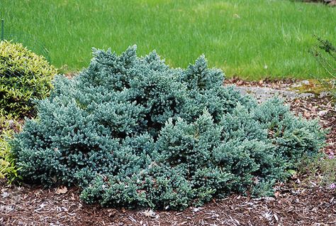 Juniperus Squamata Blue Star, Juniperus Squamata, Blue Star Juniper, Planting Zones, Beach House Landscaping, Circle Garden, Conifers Garden, Landscape Plants, Backyard Garden Landscape