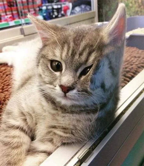 A Cat, Grey, Glass