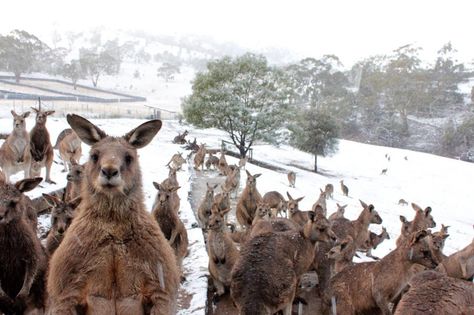 Kangaroos in the snow. Meanwhile In Australia, Winter In Australia, Overwatch Funny, Wildlife Sanctuary, Australian Animals, Hobart, Tasmania, Overwatch, Animal Kingdom