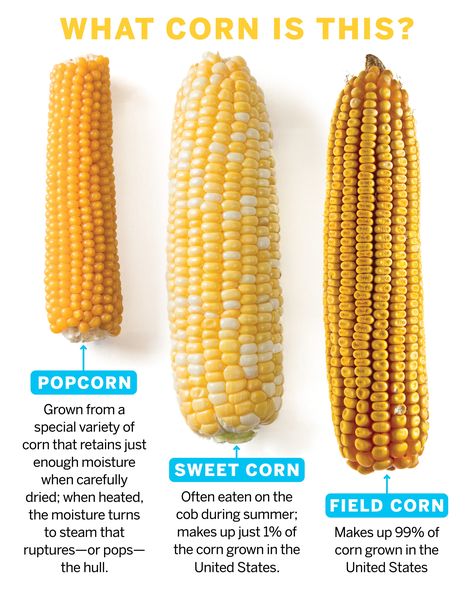 The U.S. produces three times as much corn as any other nation. Here are the main types we grow. 🌽 Corn Growing Tips, Corn Varieties, Corn Garden, Corn Growing, Maize Plant, Grow Corn, Corn Farm, Fruits And Vegetables List, Field Corn