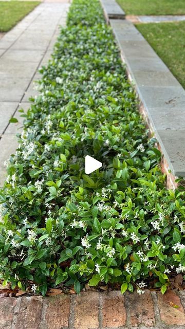 Moss Landscaping on Instagram: "You may have noticed star jasmine climbing fences and trellises on poly cable, but take a look at how we’ve creatively used this beautiful jasmine as a ground cover. What a delightful spring surprise! . . . . #landscaping #landscape #instadaily #landscapearchitecture #houston #trees #treecare #tree #starjasmine #jasmine #groundcover #spring #houston #lawncare #tips #tipsandtricks #lawncaretips #houstonplants #houstongarden #mosslandscaping"