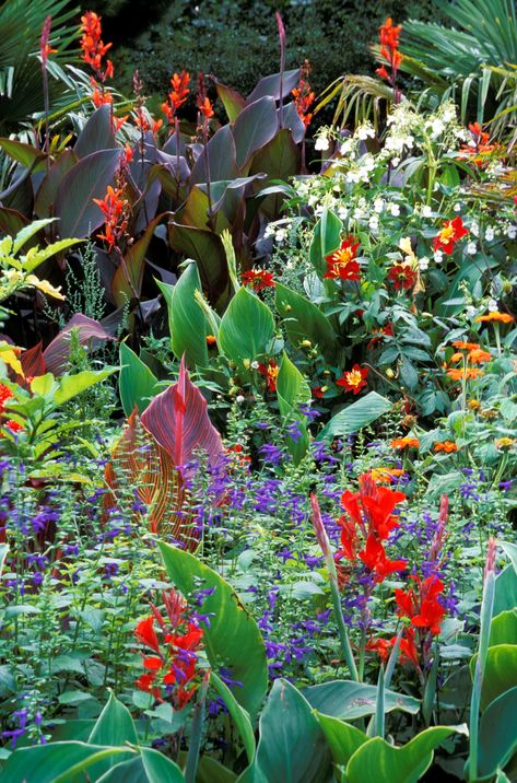 Gardeners in temperate climates may not feel confident about their ability to grow tropical flowers, but a selection of the right quick-growing annual flowers makes the tropics accessible in any region. The showy orange spikes of 'Hot Biscuit' amaranth star in this tropical design. Amaranth plants are easy to grow from seed, and you can even eat the young leaves, which have Flower Garden Design Ideas, Dahlias Flower, Cold Climate Gardening, Climbing Clematis, Small Tropical Gardens, Funny Vine, Garden Flowers Perennials, Purple Clematis, Tropical Garden Design