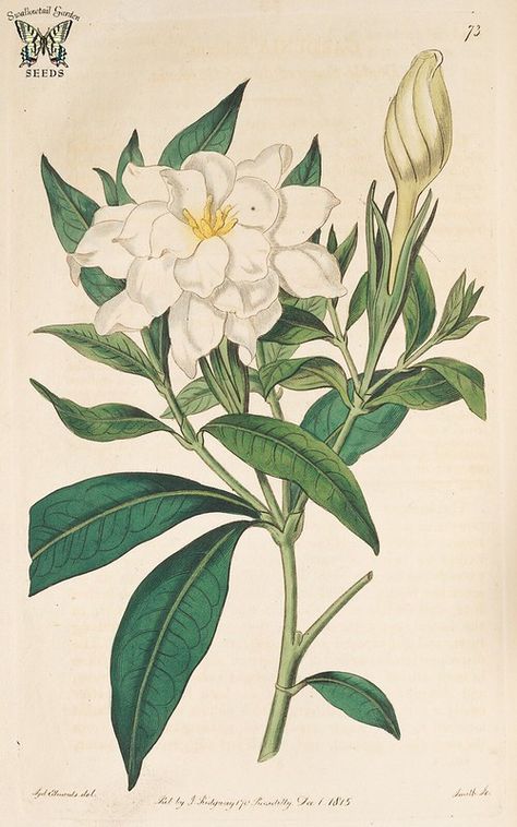 Gardenia Tattoo, Cape Jasmine, Gardenia Jasminoides, Illustration Botanique, Jasmine Flower, Vintage Botanical Prints, Vegetable Garden Design, Floral Letters, Botanical Drawings