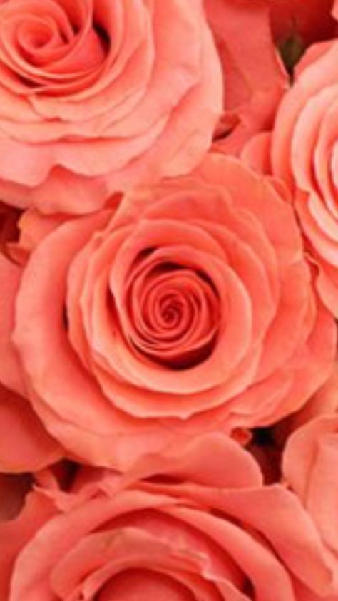 X❤️H Pink Roses, Amsterdam, Coral, Roses, Flowers, Pink