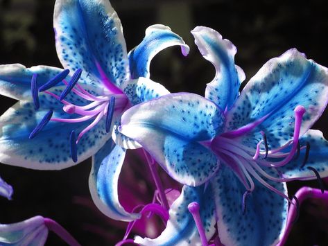 Lírio azul existe? Descubra no artigo Lilly Garden, Lily Seeds, Goth Garden, Lilly Flower, Large Flower Arrangements, Succulent Garden Diy, Stargazer Lily, Blue Lily, Blue Orchids