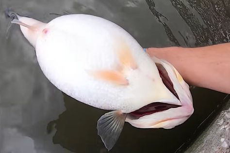 The largemouth bass has long had a reputation for being aggressive, and plenty of anglers will agree this fish sometimes has a mouth that is bigger than its stomach. However, it's not often we get to see this trait in action. In today's video, one of our favorite YouTubers, Ty PigPatrol, is fishing a dock […] The post Angler Lands Ridiculously Fat Largemouth Bass Under a Dock appeared first on Wide Open Spaces. Bass Fishing Videos, Largemouth Bass Fishing, Crappie Jigs, Wide Open Spaces, Bass Fishing Tips, Favorite Youtubers, Fishing Videos, Largemouth Bass, Open Spaces