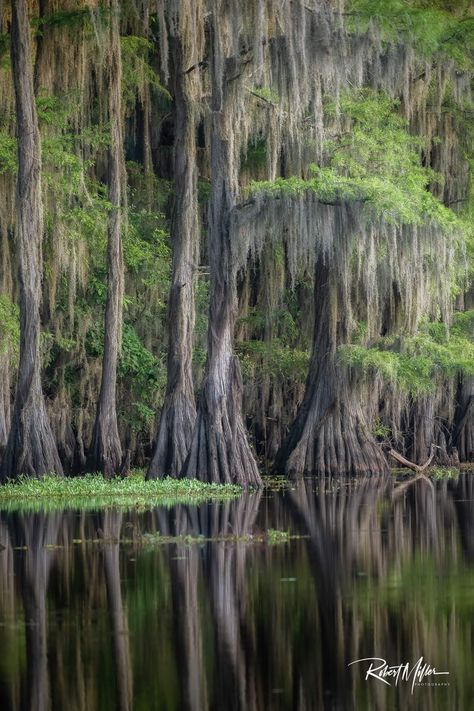 Louisiana Swamp Photography, Goblincore Nursery, Bayou Painting, Fantasy Flora, Florida Forest, Swamp House, Cypress Swamp, Louisiana Swamp, Bald Cypress