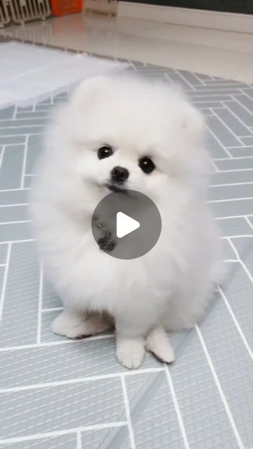 Cute Little Pups 😍 on Instagram: "What's that sound hooman??🤪😍 ➖ Rate this cuteness out of 10 💗 ➖ Don't forget to follow @cutelittlepupsofig for a daily dose of cuteness!🤗😍 - Tag someone who needs to see this 💙 - Credit by 🎥 @kkomi - Follow 👉 @cutelittlepupsofig Follow 👉 @cutelittlepupsofig Follow 👉 @cutelittlepupsofig - DM us for featuring pricing ❤ - . . . . . . . #pomeranian #pomeranianpuppy #pomeranians #pomeranianlove #pomeranianpuppies #pomeranianlife #pomeranianworld #pomerania Pomeranian Spitz, Pomeranian Puppies, Love You Unconditionally, Cute Little Puppies, Pomeranian Puppy, Little Puppies, Tag Someone Who, Tag Someone, Dog Clothes