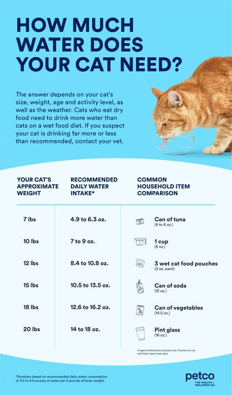 Cat Care Tips Health, Kitten Checklist, Cat Knowledge, Cat Owner Tips, Cat Guide, Cat Illnesses, Pet Treats Recipes, All Types Of Cats, Kitty Ideas