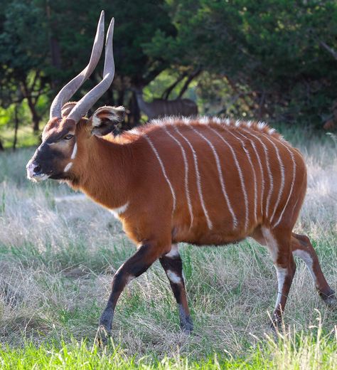 Bongo Antelope, White Rhinoceros, African Antelope, Evolutionary Biology, Sea Cow, Habitat Destruction, Bongos, Live Animals, Animal Projects