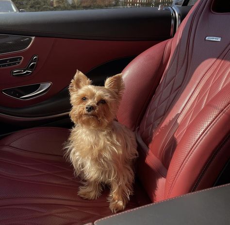 Blonde Yorkie Yorkshire Terrier, Blonde Yorkie, In A Car, Terrier Dog, Terrier Dogs, Yorkshire Terrier, Yorkie, A Car, Yorkshire