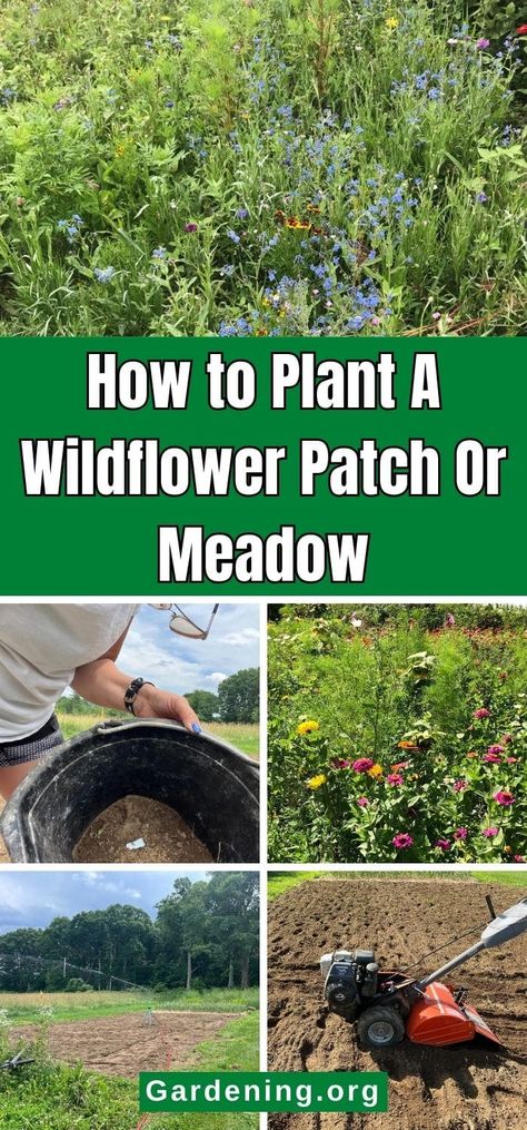 How to Plant A Wildflower Patch Or Meadow Wild Flower Patch In Yard, Wildflower Fence Border, How To Grow Wildflowers, Wild Flower Yard, Wildflower Patch, Picking Wildflowers, Diy Compost, Grow Wildflowers, Wildflower Meadow