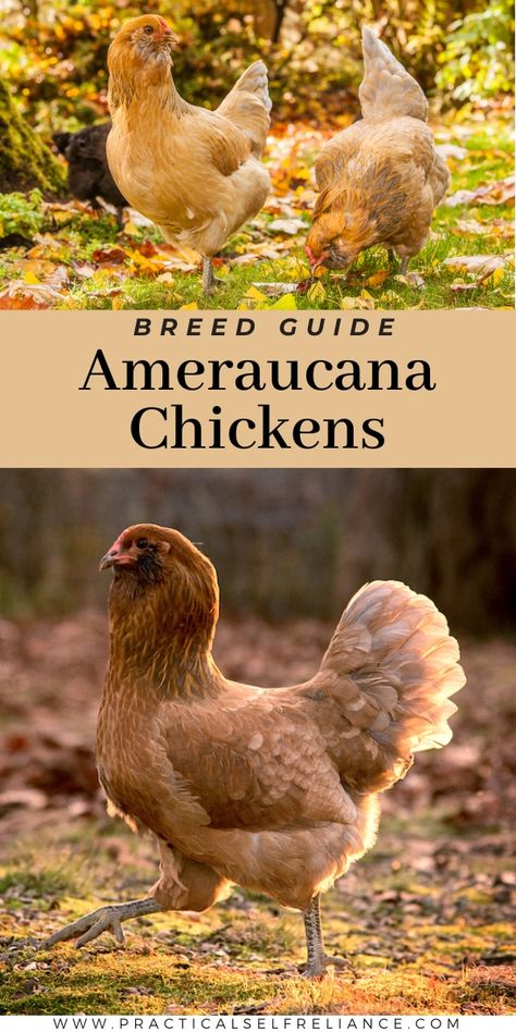 Amercauna Chickens, Ameraucana Chicken Colors, Ameracauna Chicken, Americauna Chickens, Ameraucana Rooster, Russian Chicken, Chicken Math, Rabbit Houses, Rare Chicken Breeds