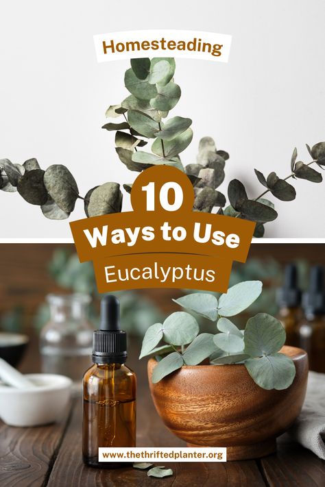 Learn how to put the gorgeous Eucalyptus to use! It's more than just a beautiful bouquet plant Things To Do With Eucalyptus, What To Do With Eucalyptus Leaves, Dried Eucalyptus Uses, Eucalyptus Uses, Natural Pain Relievers, Eucalyptus Tea, Va Beach, Incense Oil, Natural Disinfectant