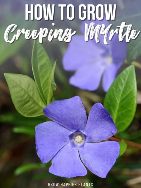 Creeping Myrtle Ground Cover, Vinca Minor Ground Cover, Myrtle Ground Cover, Vinca Flowers, Creeping Myrtle, Ground Cover Shade, Vinca Vine, Shade Loving Flowers, Evergreen Groundcover