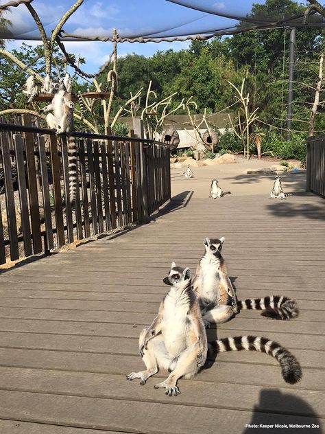 I spy with my little eye, lemurs enjoying the sun at Melbourne Zoo.  How many lemurs can you spot? London Zoo Aesthetic, Zoo Asthetic Picture, Zoo Australia, Melbourne Zoo Australia, Honolulu Zoo, Planet Zoo Lemur Habitat, Melbourne Zoo, Zoo Architecture, Melbourne Australia