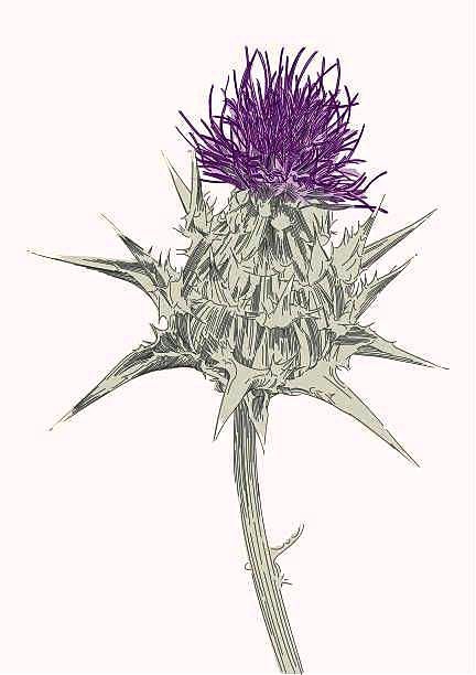 Thistle Drawing, Thistle Tattoo, Hand Poked Tattoo, Poke Tattoo, Hand Poke, Stick And Poke, Milk Thistle, Beautiful Artwork, Dandelion