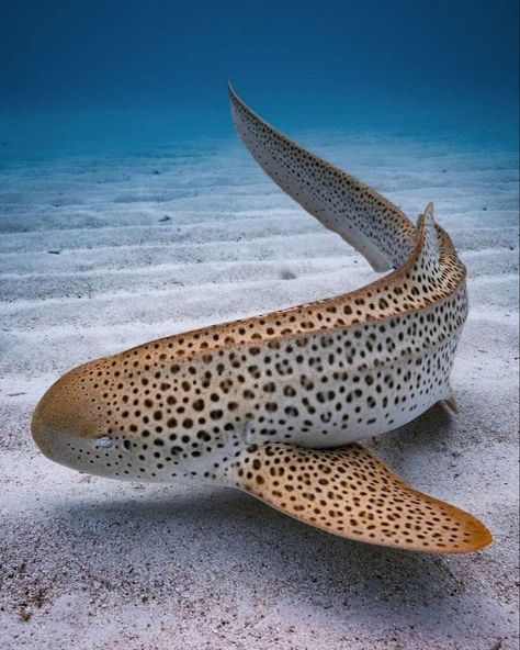 Tiger Shark Photography, Carpet Shark, Inside Ocean, Shark Photography, Ocean Life Photography, Zebra Shark, Fish Photos, Accessories Png, Leopard Shark