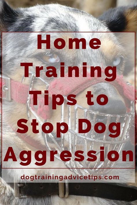 Dog Aggression, Home Training, Dog Minding, Easiest Dogs To Train, Dog Behavior Problems, Cesar Millan, Dog Training Advice, Calm Dogs, Aggressive Dog