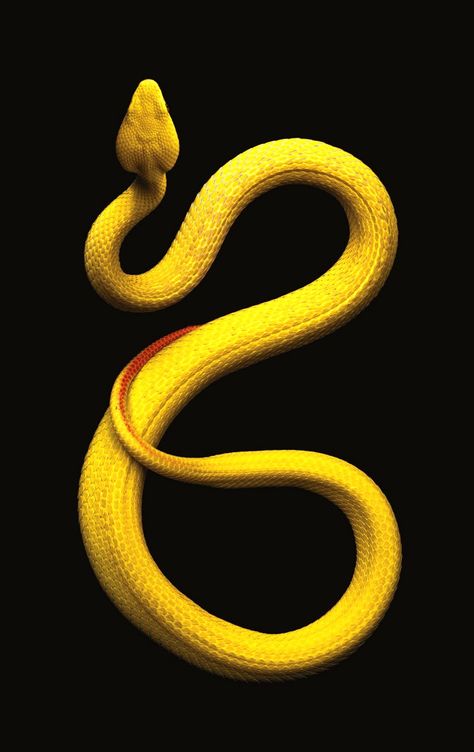 † ριntєrєѕt † : Mary Virmoux Pretty Snakes, Colorful Snakes, Serpent Snake, White Lips, Pit Viper, Cute Reptiles, Cute Snake, Snake Art, Beautiful Snakes